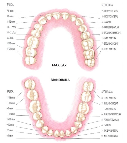Denticion Permanente