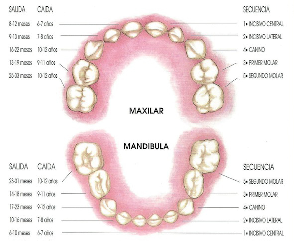 Denticion Temporal